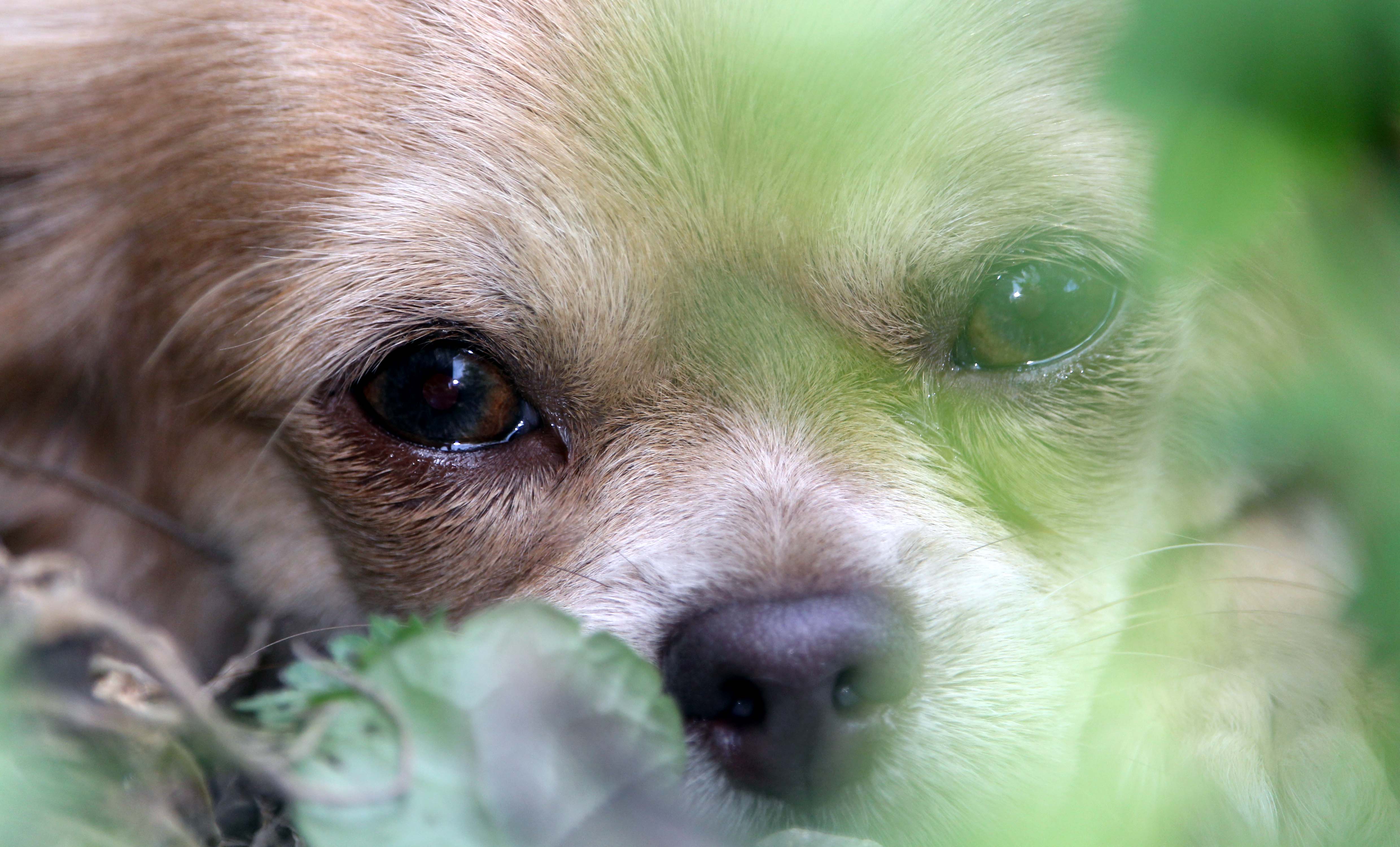 Les Chihuahua de l'affixe De La Vallée De Ròse-aups