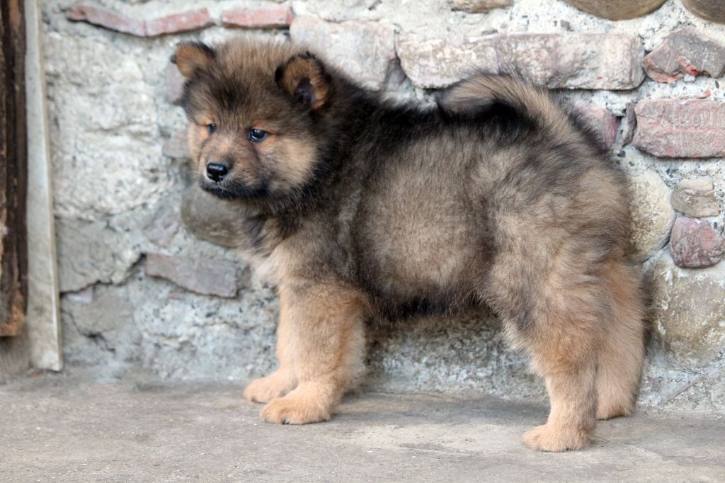 De La Vallée De Ròse-aups - Chiots disponibles - Eurasier