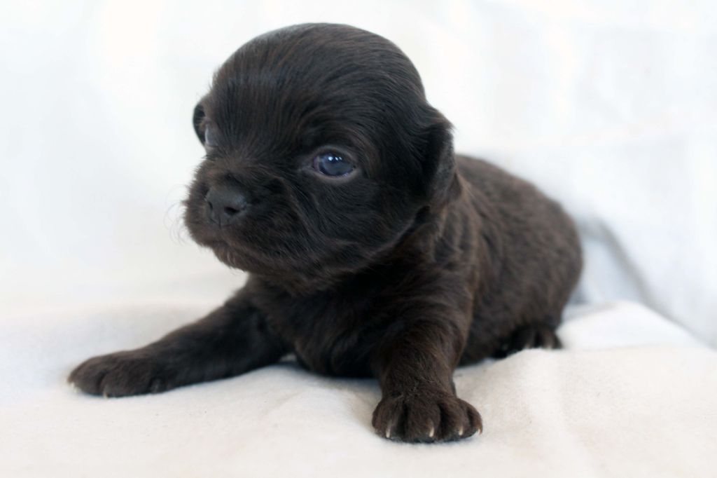 De La Vallée De Ròse-aups - Chihuahua - Portée née le 15/08/2018